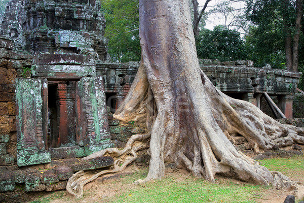Stockfoto: Tempel · Cambodja · schilderachtig · ruines · reusachtig · boom