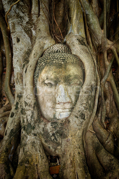 древних Будду дерево корней Таиланд голову Сток-фото © rognar