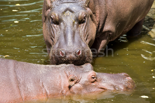 Hippopotamus in Water Stock photo © rognar