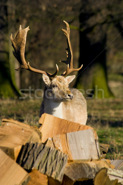 Deer in the Woodland Stock photo © rognar