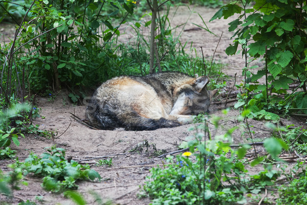 Singur lup dormit ghemuit teren plantă Imagine de stoc © rognar