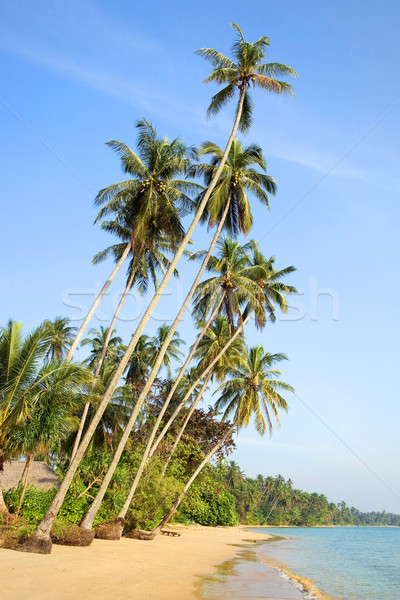 Foto stock: Costa · praia · paisagem · palmeiras · blue · sky