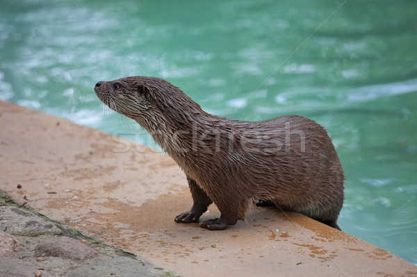 Otter by the Pool Stock photo © rognar