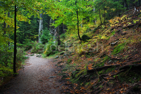 Path in Mountain Forest Stock photo © rognar