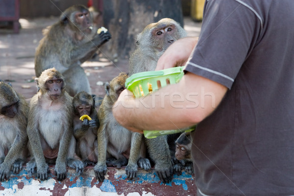 Tourist Feeding Macaque Monkeys Stock photo © rognar