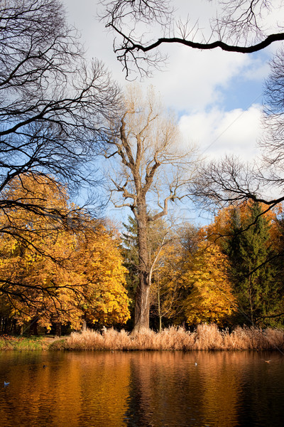 Lazienki Park Autumn Scenery Stock photo © rognar