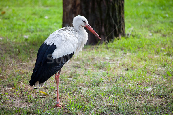 Stork on a Meadow Stock photo © rognar