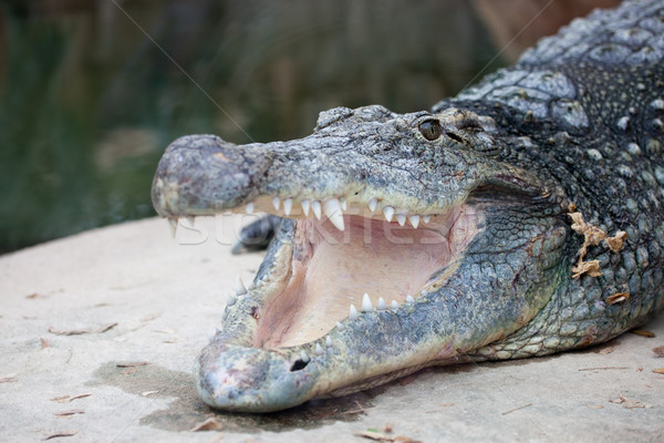 Nile Crocodile with Open Mouth Stock photo © rognar