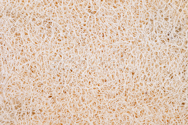 Stock photo: Loofah Sponge Texture