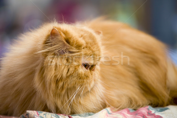 Rosso gatto persiano poco profondo cat gara Foto d'archivio © rognar