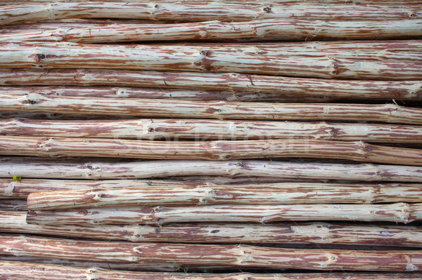 Debarked Logs Background Stock photo © rognar