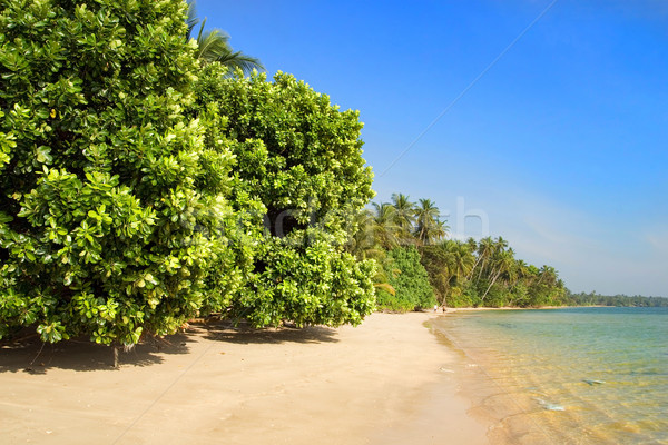 тропические пейзаж Тропический остров берега морем лет Сток-фото © rognar