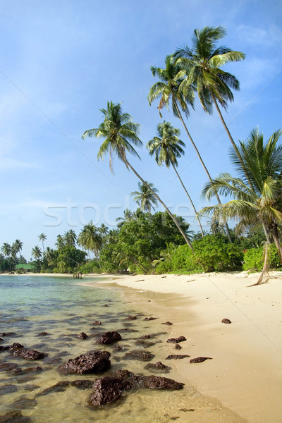 Stockfoto: Tropische · landschap · strand · wit · zand · palmbomen · natuur