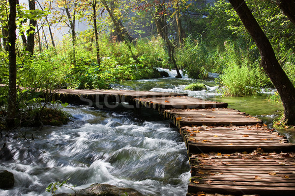 Forest Stream Scenery Stock photo © rognar