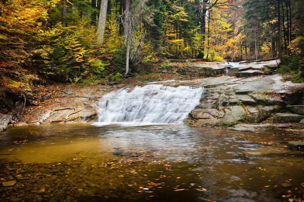 Wasser Kaskade Stream Herbst Wald Riese Stock foto © rognar