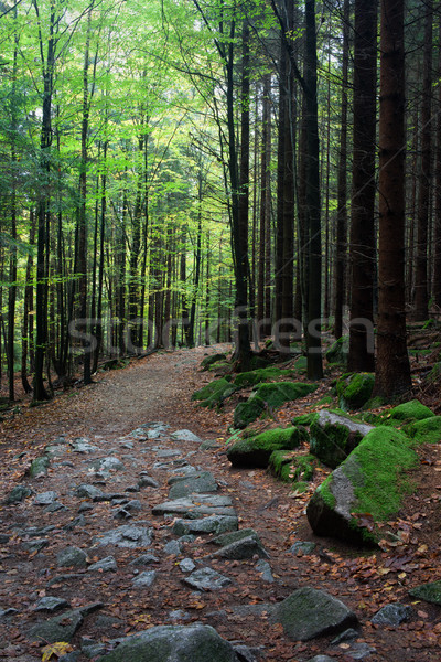 Stockfoto: Bos · slank · bomen · sereen · berg · hout