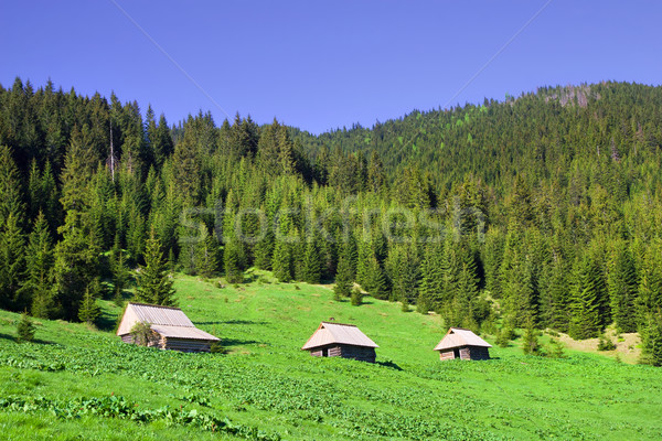 Berge Polen szenische Landschaft einfache Holz Stock foto © rognar