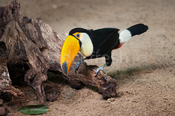 Toco Toucan Sitting on Tree Trunk Stock photo © rognar