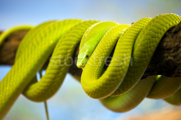 Green Mamba Coiled Up on a Branch Stock photo © rognar