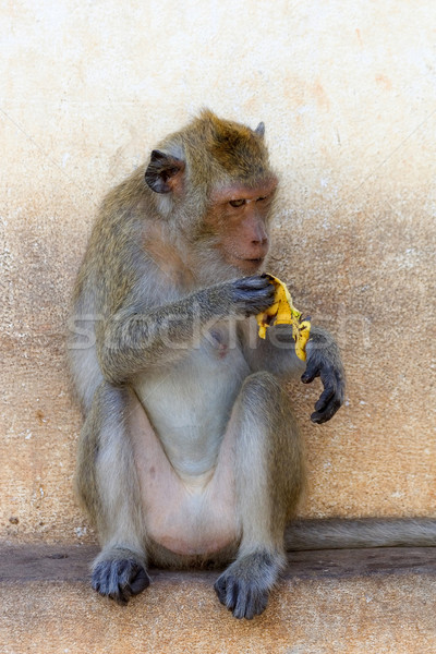 Macaque Stock photo © rognar