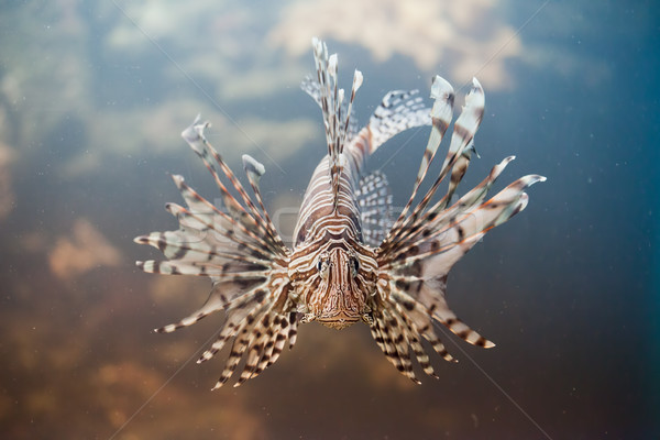 Red Lionfish Stock photo © rognar
