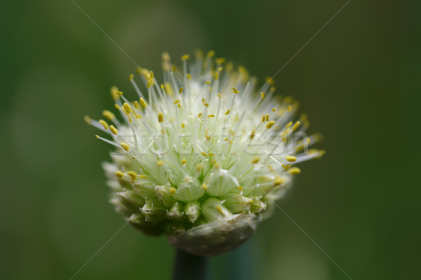 Fresh flower of garlic Stock photo © Roka