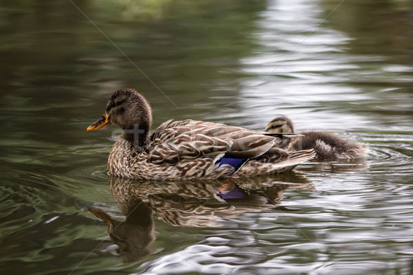 Wild duck and duckling  Stock photo © Roka