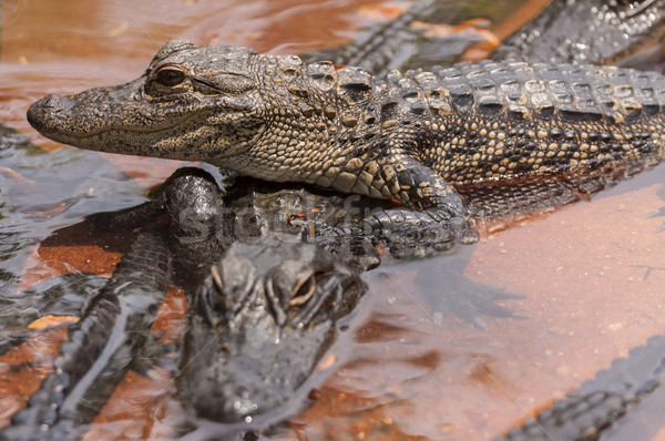 Foto stock: Crocodilo · dois · textura · natureza · casal