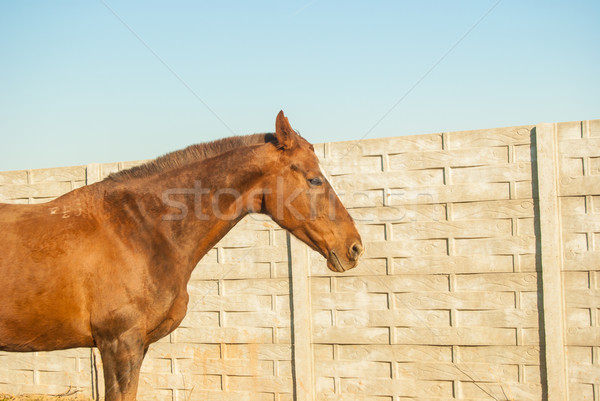 Stockfoto: Paard · stabiel · sport · zomer · hoofd · race