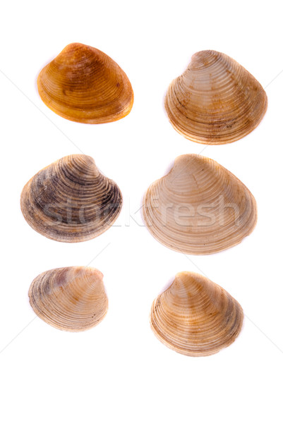 shells Stock photo © Romas_ph