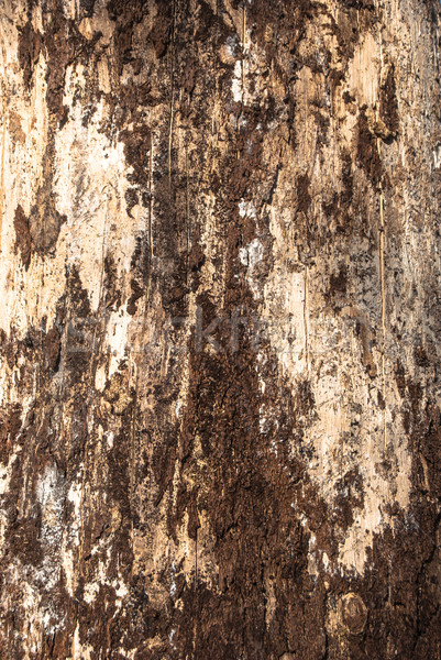 Boomstam textuur boom abstract achtergrond bomen Stockfoto © Romas_ph