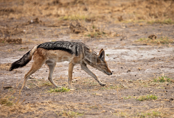 Naar buit woestijn Botswana zuidelijk afrika Stockfoto © romitasromala