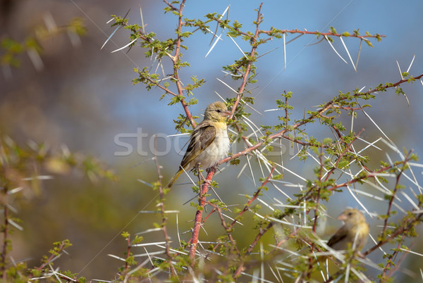 African Yellow Finch Stock photo © romitasromala