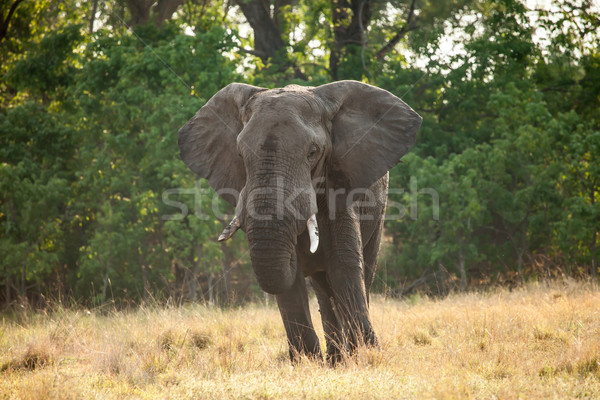 Stok fotoğraf: Fil · Afrika · afrika · fil · Botsvana · su