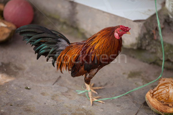 Fighting cock-Red Jungle Fowl Stock photo © romitasromala