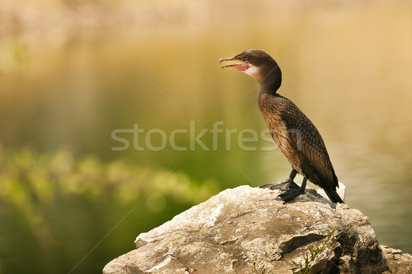 Stock photo: Cormorant (Phalacrocorax carbo)
