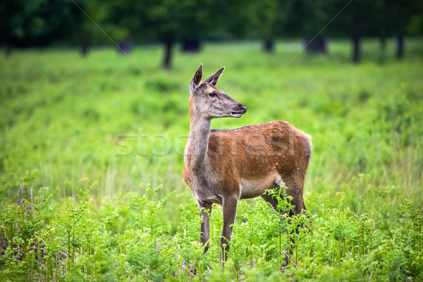 Roe Deer in the park Stock photo © romitasromala