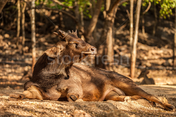 Sambar Deer in the park at Tiger Temple in Thailand Stock photo © romitasromala