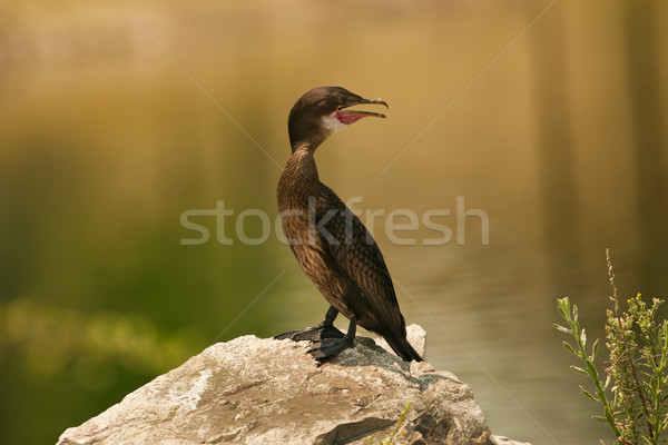 Cormorant on the stone in Botswana Stock photo © romitasromala