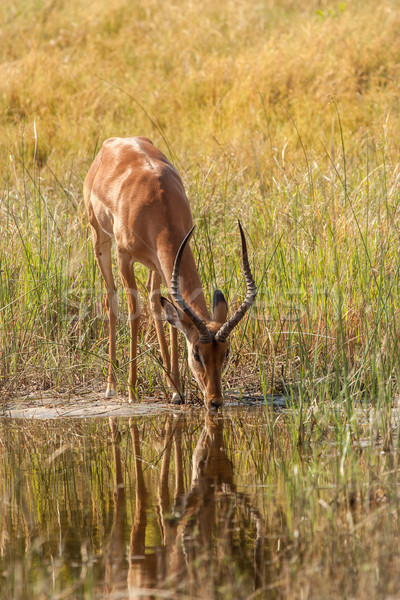 Drinking water Impala in Botswana Stock photo © romitasromala