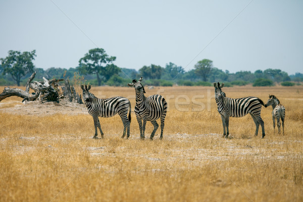 Foto d'archivio: Zebre · Botswana · gruppo · savana · natura · esecuzione