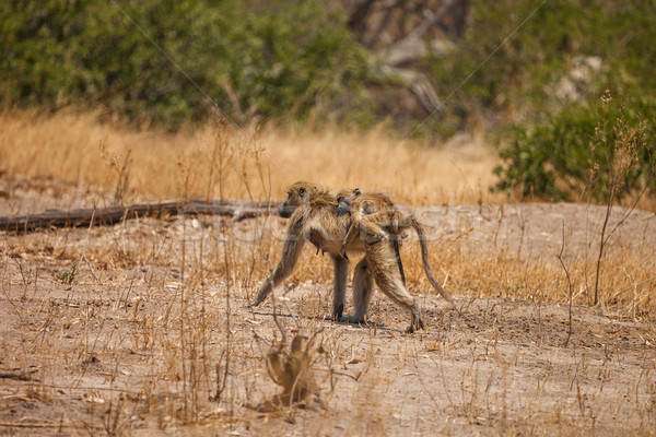 African Baboon mother and baby in Botswana Stock photo © romitasromala