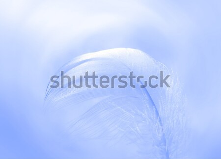 Plumes modèle bleu clair lumière numérique [[stock_photo]] © ronfromyork