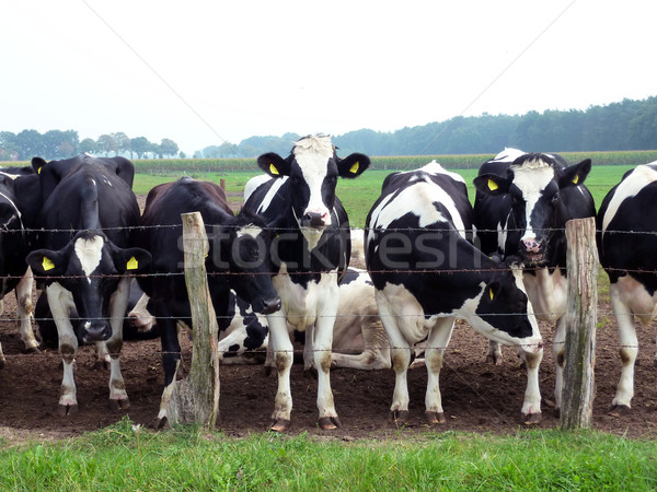 Sığırlar meraklı arkasında dikenli tel çit Stok fotoğraf © ronfromyork
