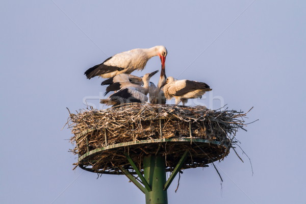 Weiß Storch hungrig Landschaft Vögel Nest Stock foto © Rosemarie_Kappler