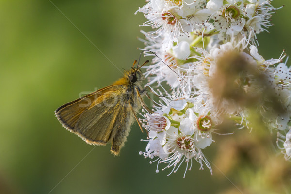 Stock photo: Large skipper (Ochlodes sylvanus)