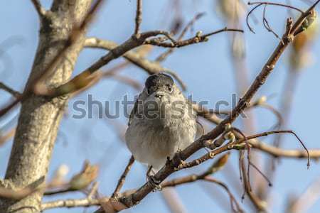 Blackcap (Sylvia atripacilla) Stock photo © Rosemarie_Kappler