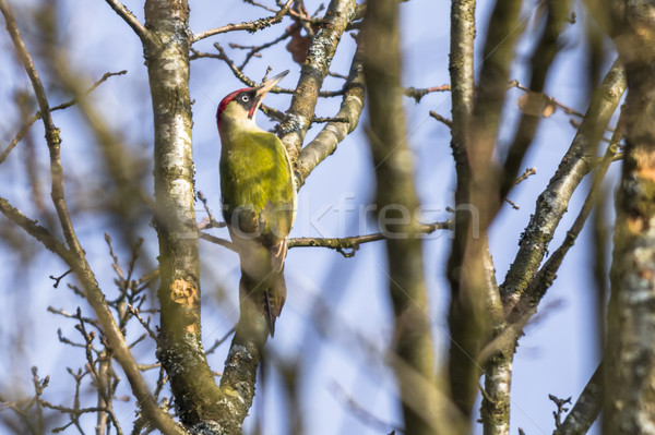 Green woodpecker (Picus viridis) Stock photo © Rosemarie_Kappler