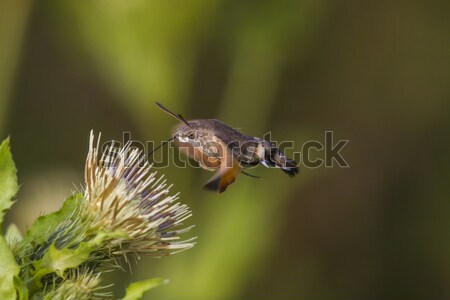 Kolibri pillangó természet tető legelő bokor Stock fotó © Rosemarie_Kappler