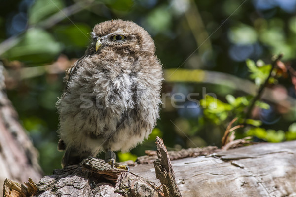 Little owl (Athene noctua) Stock photo © Rosemarie_Kappler